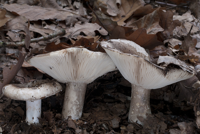 Russula acrifolia